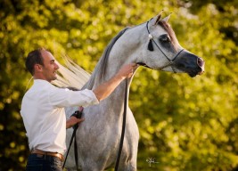 «اي اس حرير» و «اريانا» من الكويت أبطال الذهب الألماني بـ(ستروهن) الدولية لجمال الخيل العربية