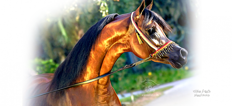 كيو آر مارك بطل الفحول بأبوظبي ٢٠١٢ وداكارو وصيفاً