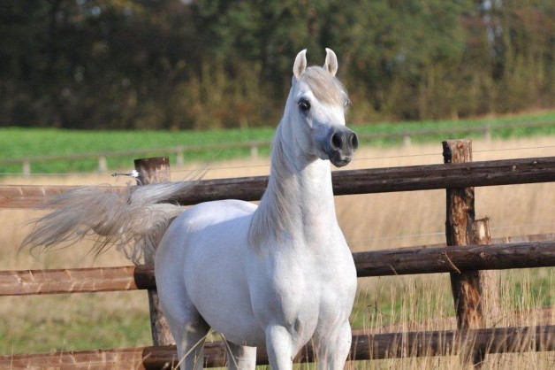 في بلجيكا: «عذبه» و «البيداء» و «عجمان» .. يعايدون العرب بذهب كأس «إلران» .. و«الفياض» يفخر ببرونز إنتاج إنتاجه!