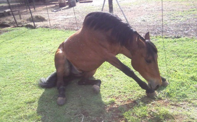 مرض حمى غرب النيل في الخيول