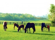 إمبراطورية شادويل رائدة في صناعة وتربية الخيول