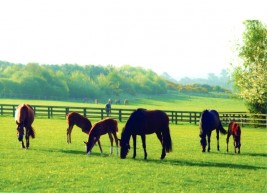 إمبراطورية شادويل رائدة في صناعة وتربية الخيول