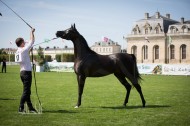 شانتي الفرنسية تشهد افتتاح أول بطولة عالم لـ«الجواد العربي» ومعايير التحكيم تثير اعجاب المربين – مقتطفات
