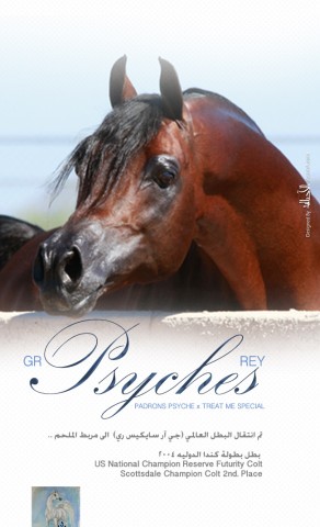 انتقال البطل العالمي (جي آر سايكيس ري)  الى مربط الملحم