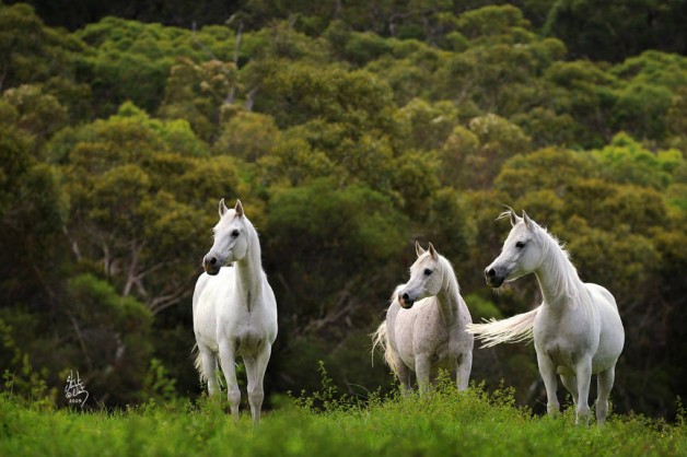 إجهاض الأفراس .. أسبابه وأعراضه والوقاية منه