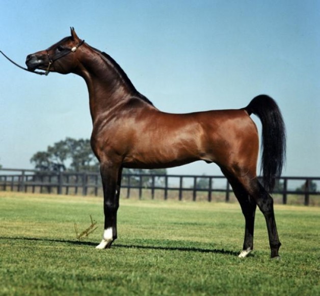 حكاية خيل : الأسطورة علي جمال