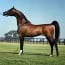 حكاية خيل : الأسطورة علي جمال