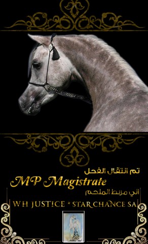 الفحل “ام بي ماجستريت” إلى مربط الملحم