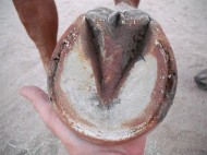 بعض إصابات الحافر مع “روشتة” علاجها