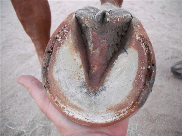 بعض إصابات الحافر مع “روشتة” علاجها