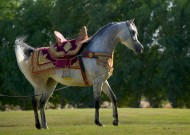 قصة مثل: الخيل أعرف بفرسانها