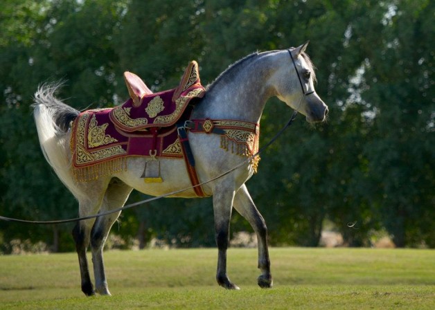 قصة مثل: الخيل أعرف بفرسانها