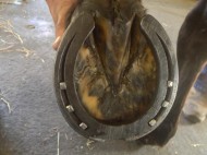 حدوة الخيل .. حذاؤها وحاميها