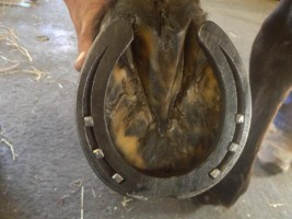 حدوة الخيل .. حذاؤها وحاميها