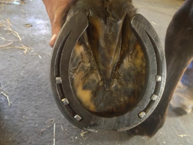 حدوة الخيل .. حذاؤها وحاميها