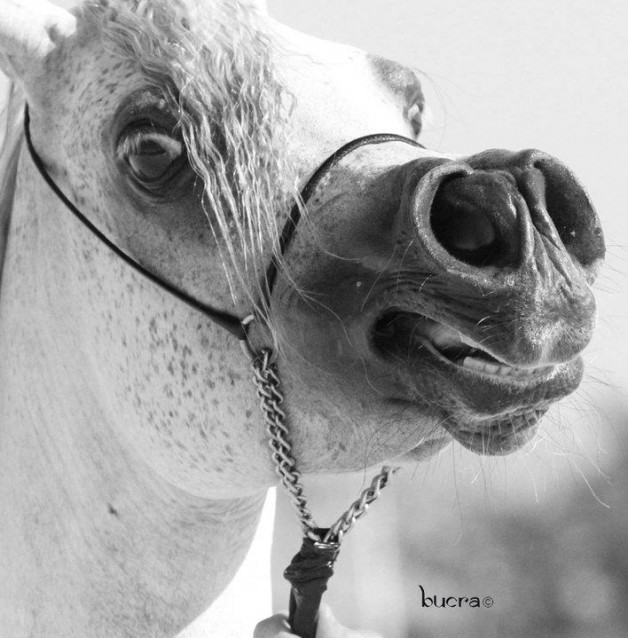 أصوات الخيل