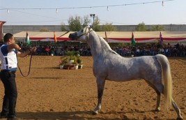 اجتماع تحضيري لبطولة فلسطين الدولية الثالثه لعرض جمال الخيول العربية