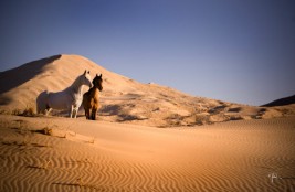 رسمياً : رفع الحظر على استيراد الفصيلة الخيلية من دولة الكويت الشقيقة