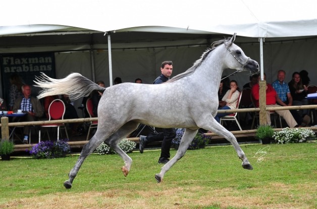 «الدانات» من الكويت و «البوادي» و «البيداء» و «الفريده» من مصر يحصدون ذهب السلالة المصرية بالبطولة الأوربية