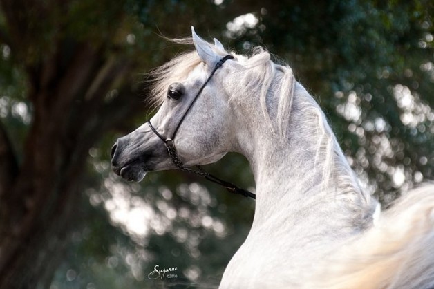 دراسة: الخيول يمكنها التمييز بين الوجوه الغاضبة والسعيدة