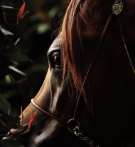 قصة مثل: أبصر من فرس