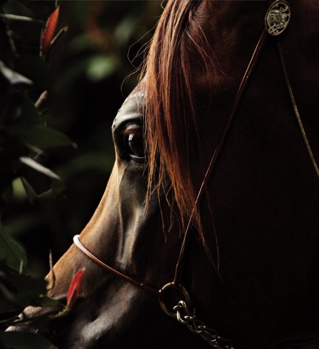 قصة مثل: أبصر من فرس