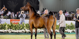 بطولة منطقة مكة المكرمة ( جدة ) الثانية لجمال الجواد العربي –  فئة C