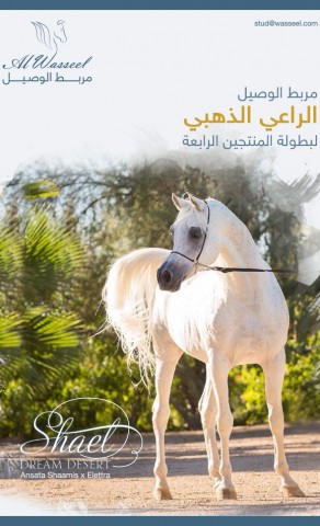 مربط الوصيل الراعي الذهبي لبطولة المنتجين الرابعة لجمال الخيل العربية