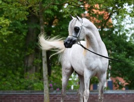 لغة الخيل ليست صعبة بقدر اعتقادك.. هكذا تتعلمها