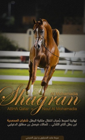 البطل شقران المحمدية  الى مربط جُمران