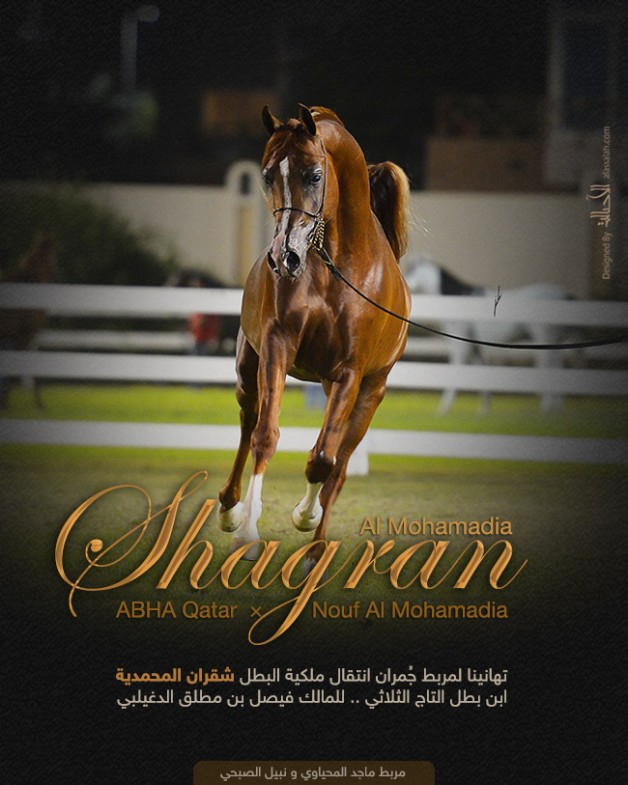 البطل شقران المحمدية  الى مربط جُمران