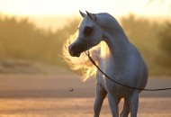 تجارب المنتجين العرب في برنامج بنات الريح