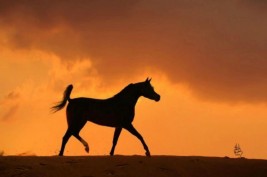 العيوب التكوينية في قوائم الخيل