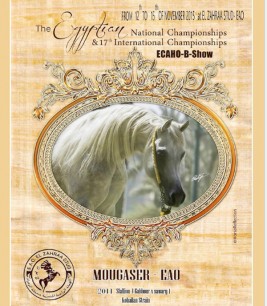 فتح التسجيل في بطولة مصر الدولية لجمال الخيول العربية ٢٠١٥