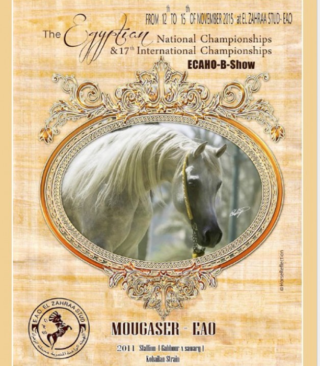 فتح التسجيل في بطولة مصر الدولية لجمال الخيول العربية ٢٠١٥