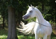 قصة مثل: الخيل ميامين