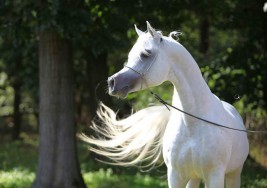 قصة مثل: الخيل ميامين