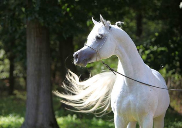 قصة مثل: الخيل ميامين