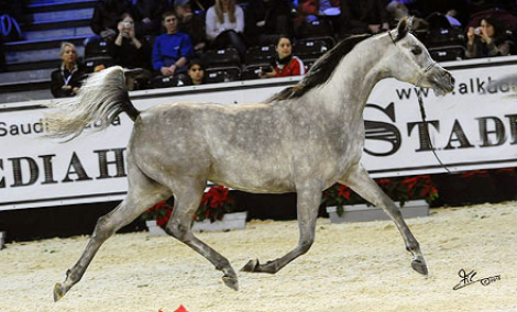 نتائج بطولة يوكايهس – تاور لاند – بريطانيا ٢٠١١ بالصور