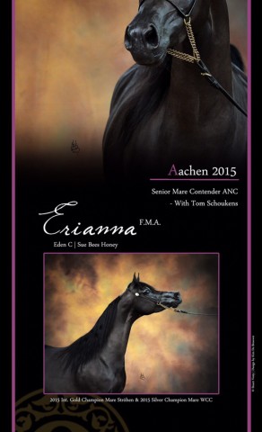 Aachen 2015 Senior Mare Contender ANC With Tom Schoukens