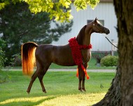 المرابط الخليجية تواصل خطف الألقاب الأوربية باستحواذ «الخالدية» و«عذبه» على ذهب (براغ)