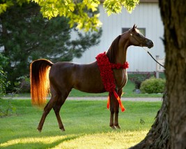 المرابط الخليجية تواصل خطف الألقاب الأوربية باستحواذ «الخالدية» و«عذبه» على ذهب (براغ)