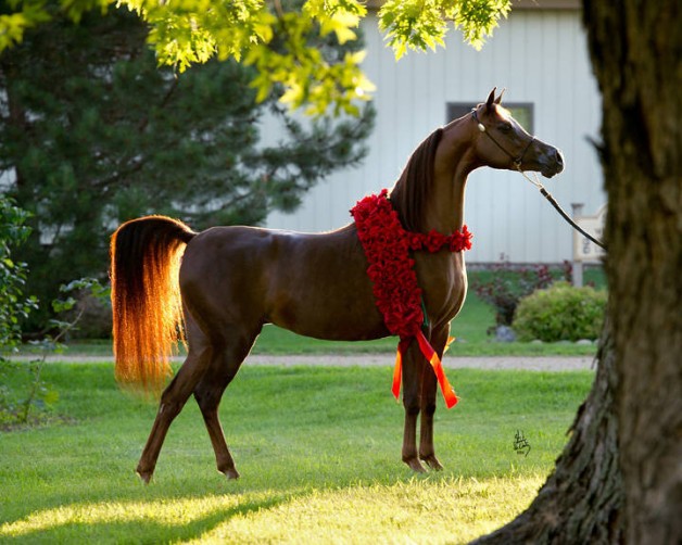 المرابط الخليجية تواصل خطف الألقاب الأوربية باستحواذ «الخالدية» و«عذبه» على ذهب (براغ)