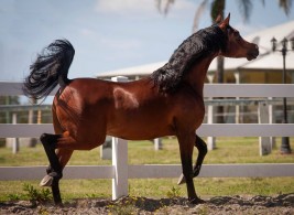 تقدير حالة جسم الحصان – الجزء الأول