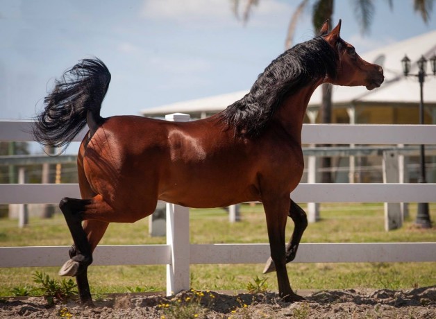 تقدير حالة جسم الحصان – الجزء الأول
