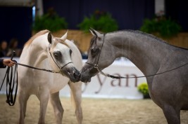 مقتطفات اليوم الثاني من بطولة كأس كل الأمم آخن ٢٠١٥ لجمال الخيل العربية الأصيلة