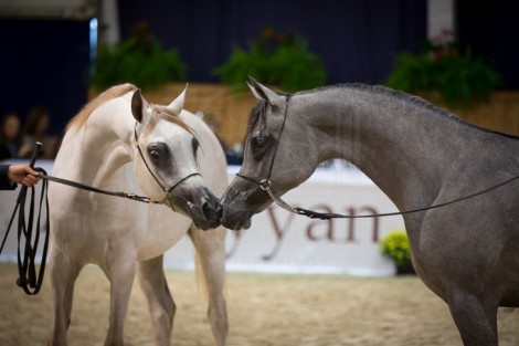 مقتطفات اليوم الثاني من بطولة كأس كل الأمم آخن ٢٠١٥ لجمال الخيل العربية الأصيلة