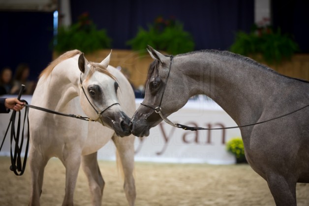 مقتطفات اليوم الثاني من بطولة كأس كل الأمم آخن ٢٠١٥ لجمال الخيل العربية الأصيلة