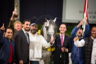 All Nations Arabian Horses Championship Aachen 2015 Results & Photos
