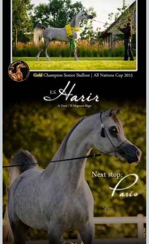 E.S. Harir | Gold Champion Senior Stallion Aachen 2015